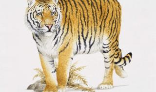 西伯利亚虎 西伯利亚虎